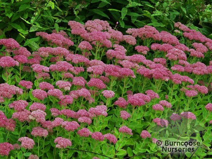 G209 Sedum Spectabile Autumn Joy - View 13 from www redcrocus com