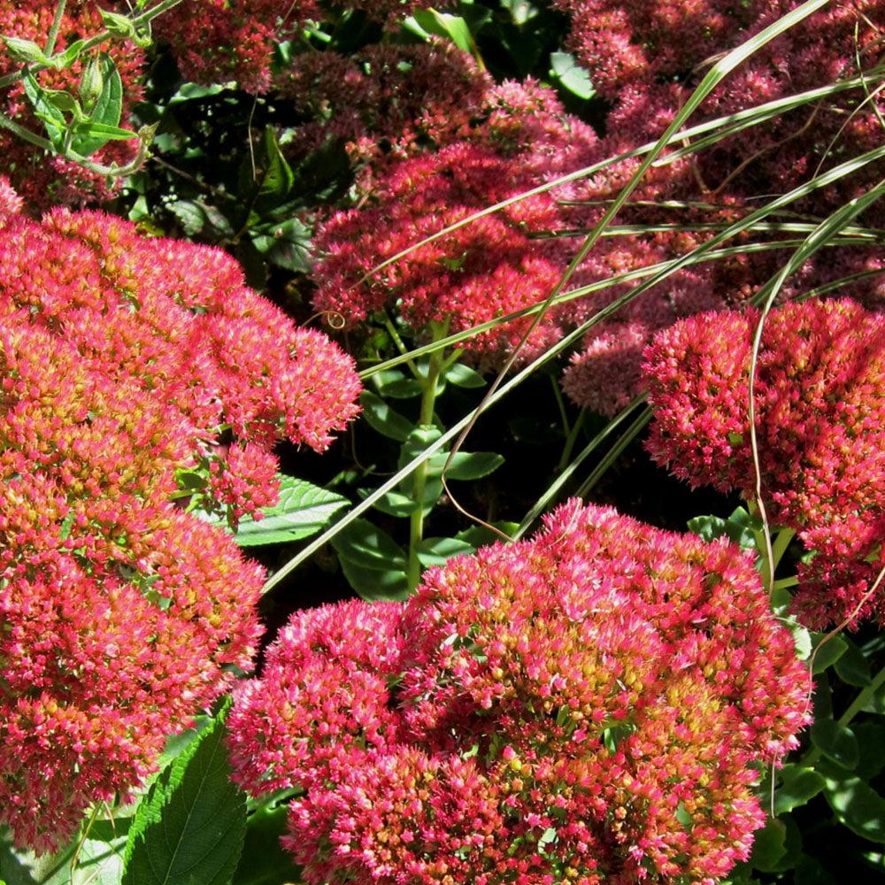 G209 Sedum Spectabile Autumn Joy - View 14 from www redcrocus com