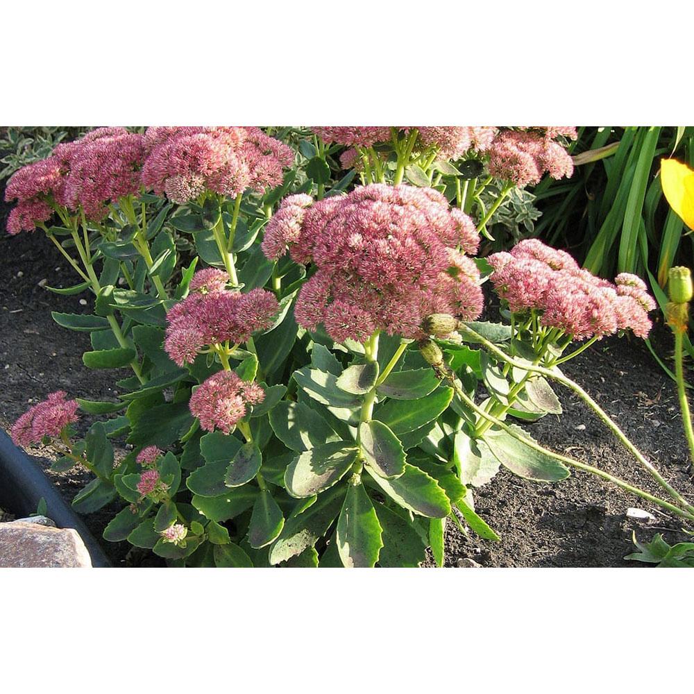 G209 Sedum Spectabile Autumn Joy - View 15 from www redcrocus com