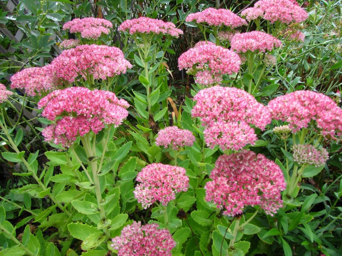 G209 Sedum Spectabile Autumn Joy - View 16 from www redcrocus com