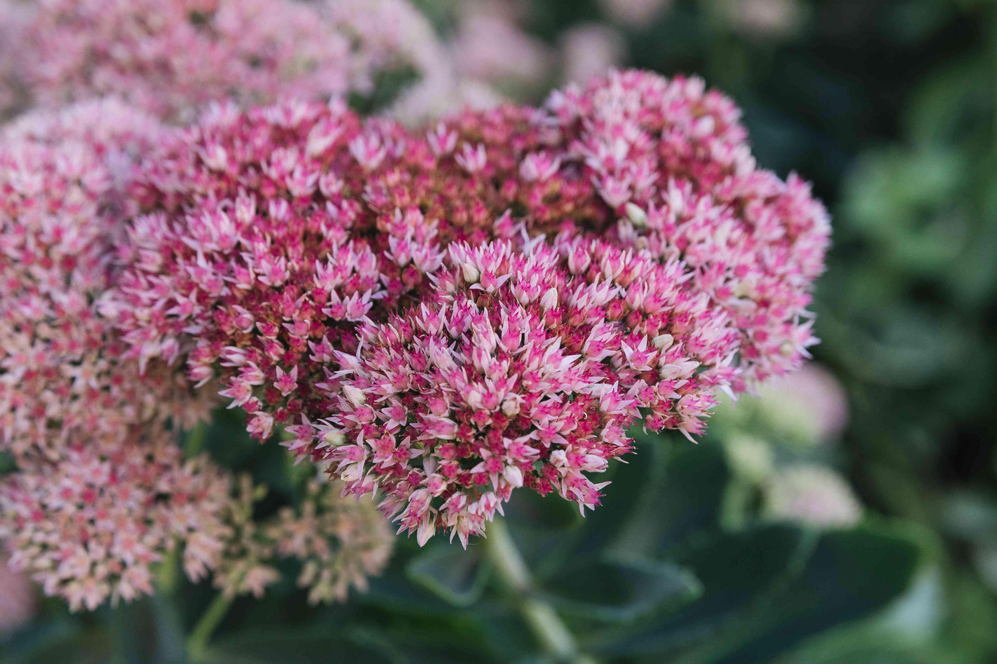 G209 Sedum Spectabile Autumn Joy - View 17 from www redcrocus com
