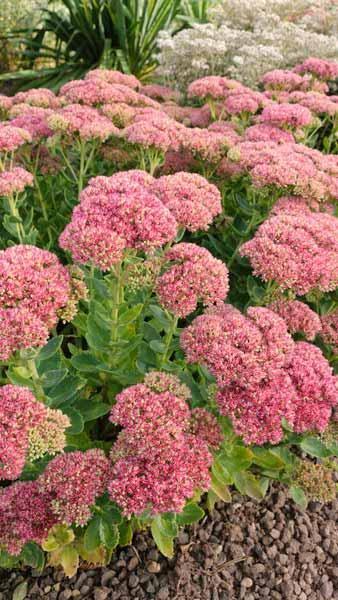 G209 Sedum Spectabile Autumn Joy - View 18 from www redcrocus com