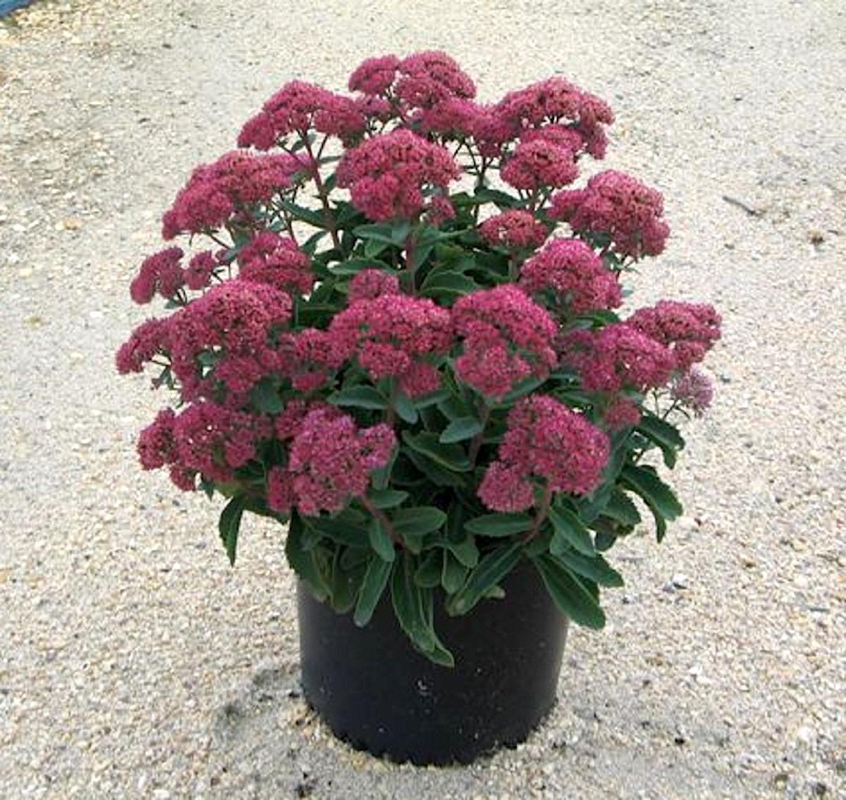 G209 Sedum Spectabile Autumn Joy - View 1 from www redcrocus com