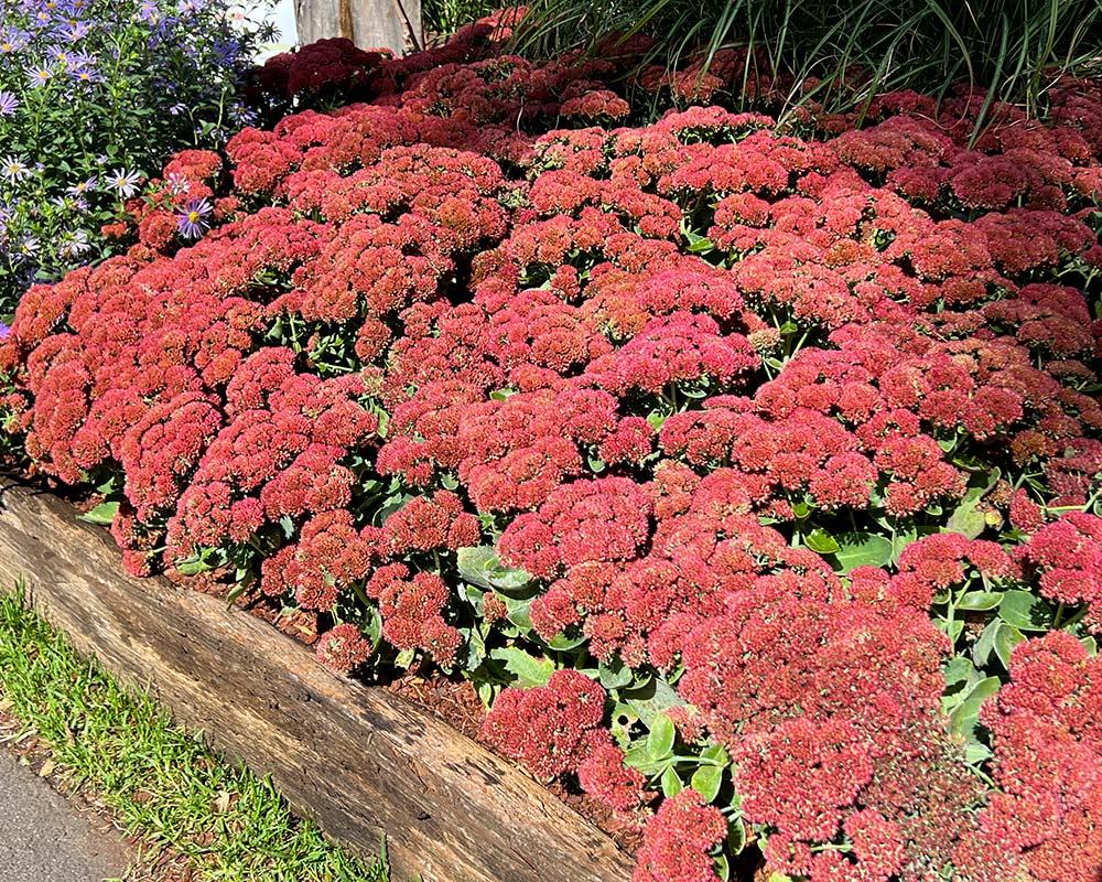 G209 Sedum Spectabile Autumn Joy - View 2 from www redcrocus com