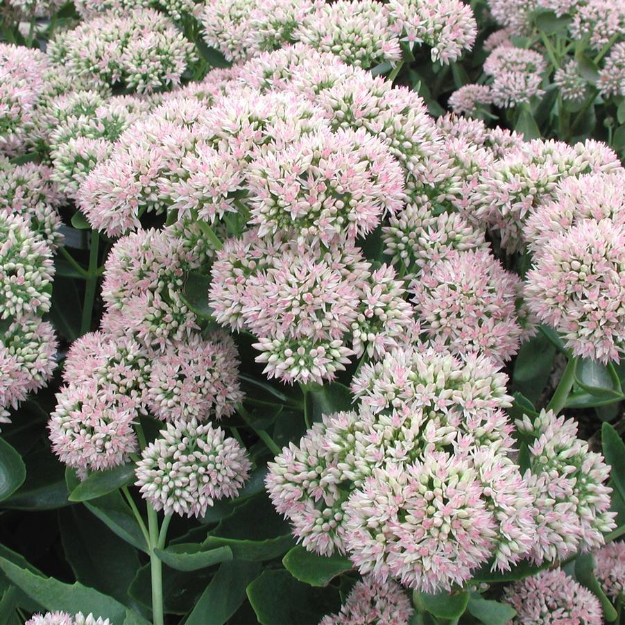 G209 Sedum Spectabile Autumn Joy - View 6 from www redcrocus com