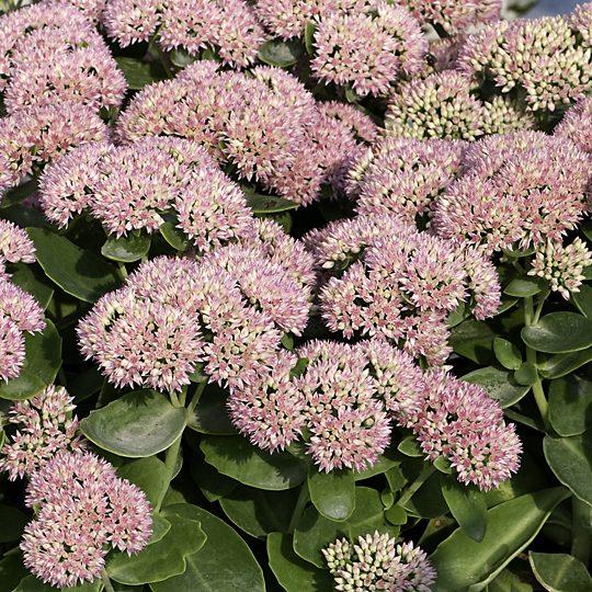 G209 Sedum Spectabile Autumn Joy - View 7 from www redcrocus com