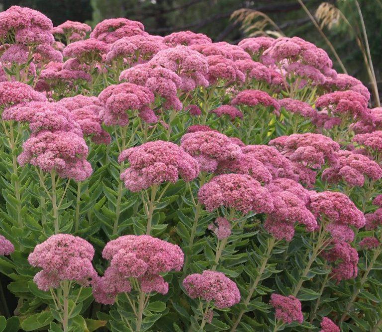 G209 Sedum Spectabile Autumn Joy - View 8 from www redcrocus com