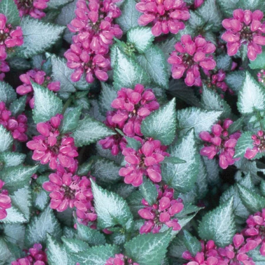 G238 Lamium Maculatum Purple Dragon - View 11 from www redcrocus com