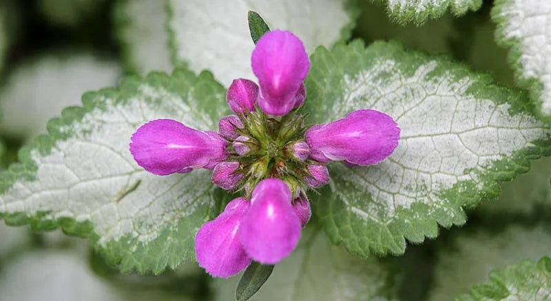 G238 Lamium Maculatum Purple Dragon - View 14 from www redcrocus com