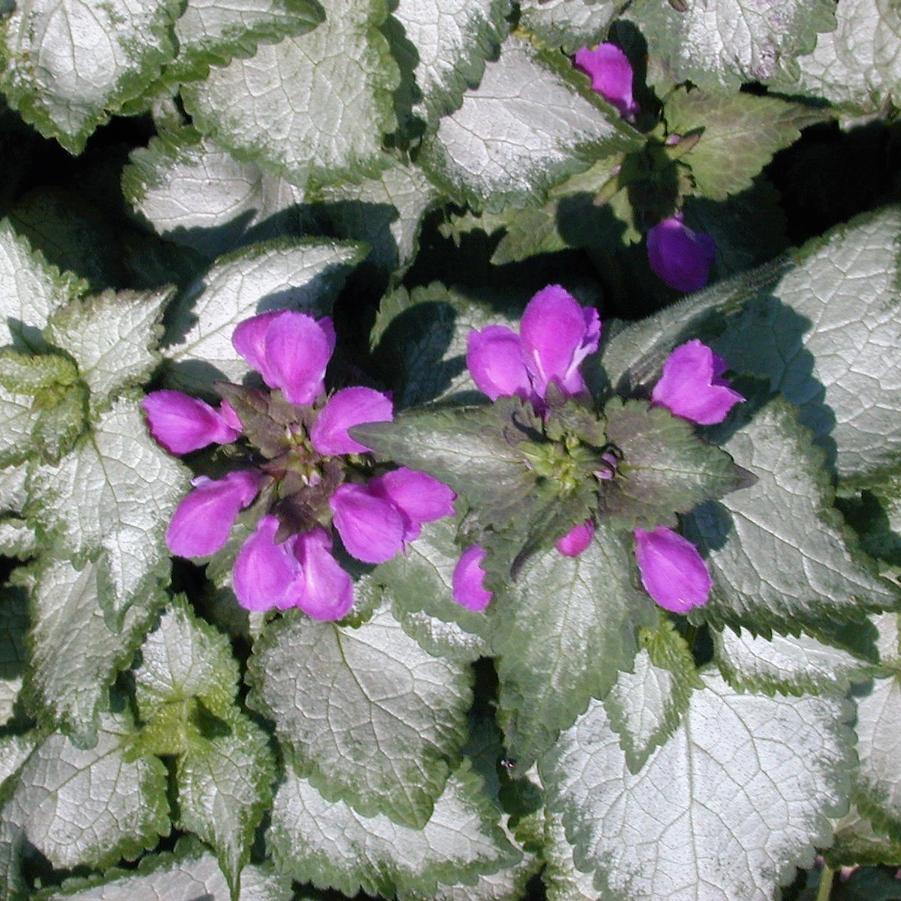 G238 Lamium Maculatum Purple Dragon - View 16 from www redcrocus com