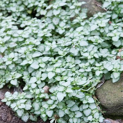G238 Lamium Maculatum Purple Dragon - View 17 from www redcrocus com