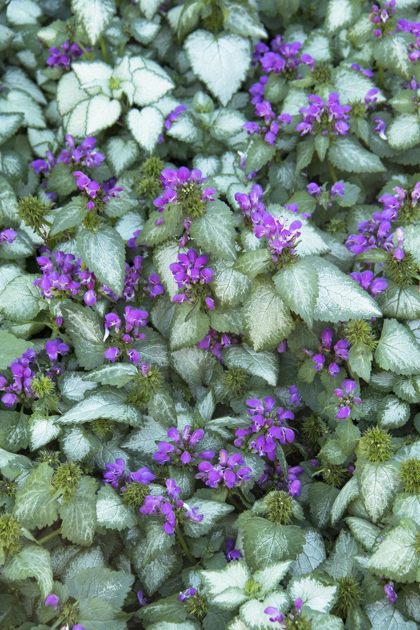G238 Lamium Maculatum Purple Dragon - View 2 from www redcrocus com
