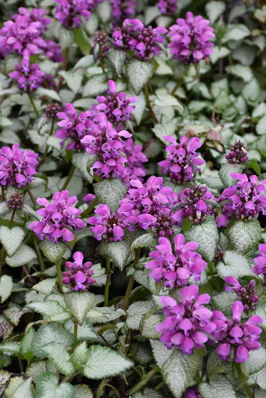 G238 Lamium Maculatum Purple Dragon - View 3 from www redcrocus com
