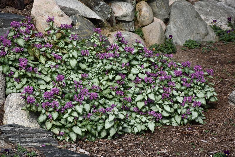 G238 Lamium Maculatum Purple Dragon - View 5 from www redcrocus com
