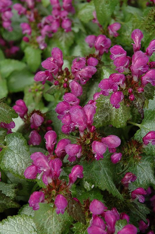 G238 Lamium Maculatum Purple Dragon - View 6 from www redcrocus com