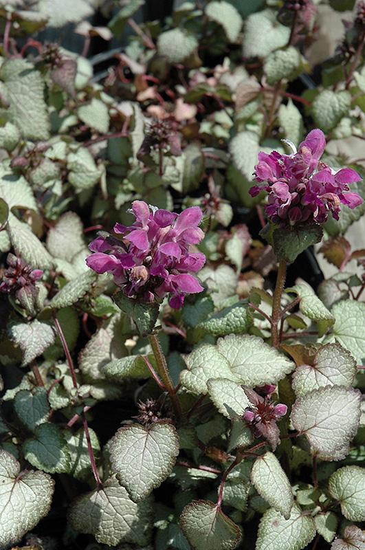 G238 Lamium Maculatum Purple Dragon - View 8 from www redcrocus com