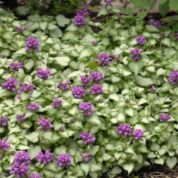 G238 Lamium Maculatum Purple Dragon - View 9 from www redcrocus com