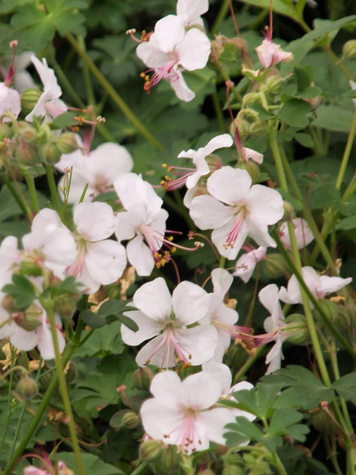 G2436 Geranium X Cantabrigiense Biokovo - View 9 from www redcrocus com