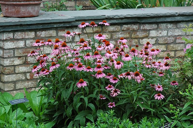 G2496 Echinacea Purpurea 'magnus' - View 25 from www redcrocus com