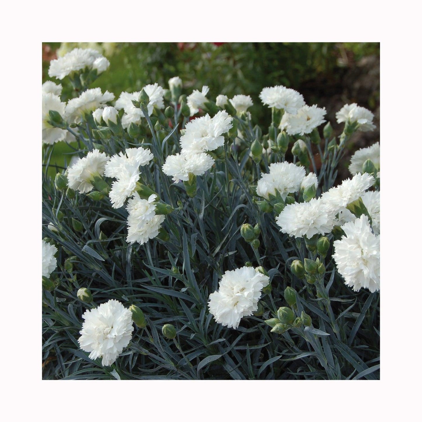 G2543 Dianthus 27scent First Memories 27 9 Cd00f77e 7ef3 43a1 9871 86c1e9a36bec from www redcrocus com