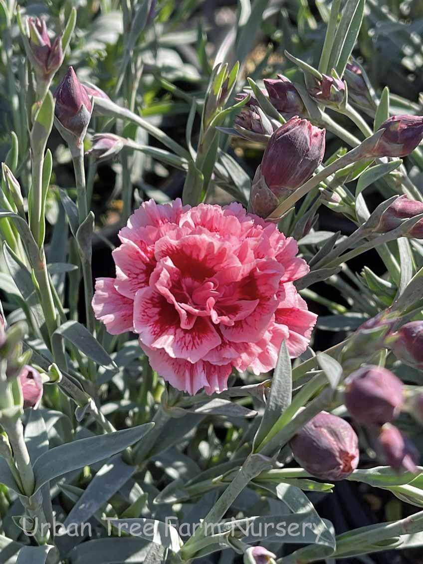 G2544 Dianthus 27scent First Sugar Plum 27 9 4431961e Fcd1 4c43 9c15 4deafd27d7d0 from www redcrocus com