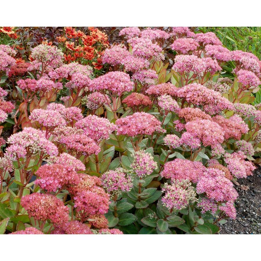 G2549 Sedum Telephium Party Hardy Birthday Party - View 11 from www redcrocus com