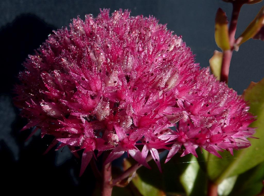 G2549 Sedum Telephium Party Hardy Birthday Party - View 12 from www redcrocus com