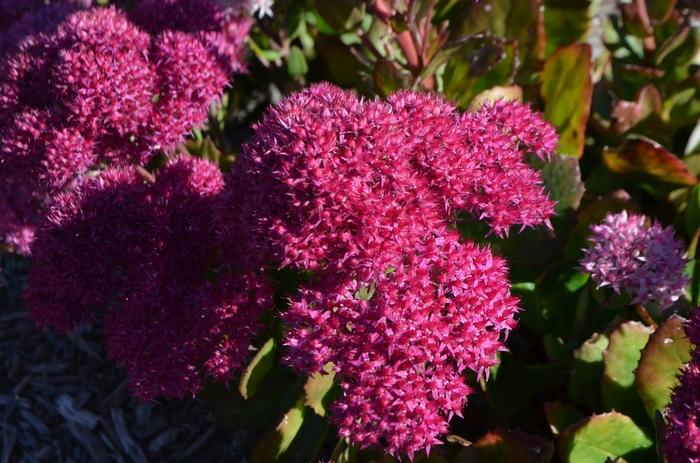 G2549 Sedum Telephium Party Hardy Birthday Party - View 2 from www redcrocus com