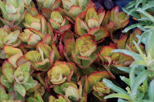 G2549 Sedum Telephium Party Hardy Birthday Party - View 3 from www redcrocus com