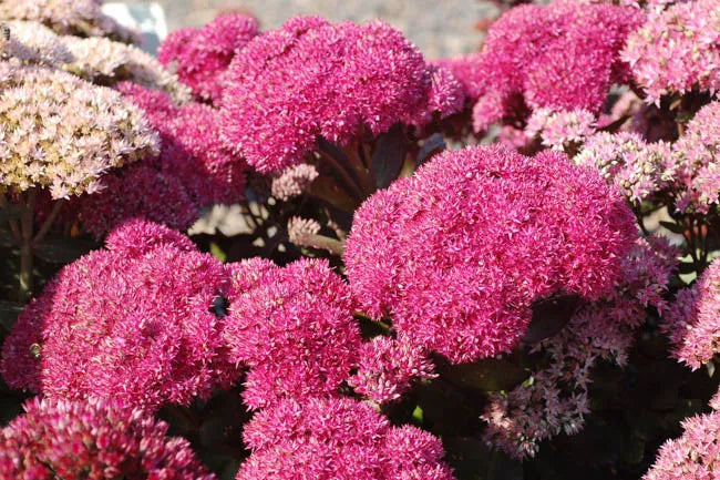 G2549 Sedum Telephium Party Hardy Birthday Party - View 4 from www redcrocus com