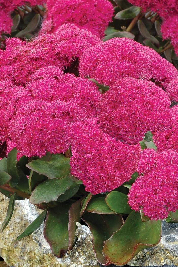 G2549 Sedum Telephium Party Hardy Birthday Party - View 5 from www redcrocus com