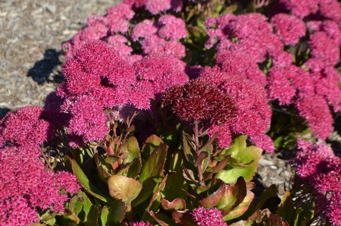 G2549 Sedum Telephium Party Hardy Birthday Party - View 7 from www redcrocus com