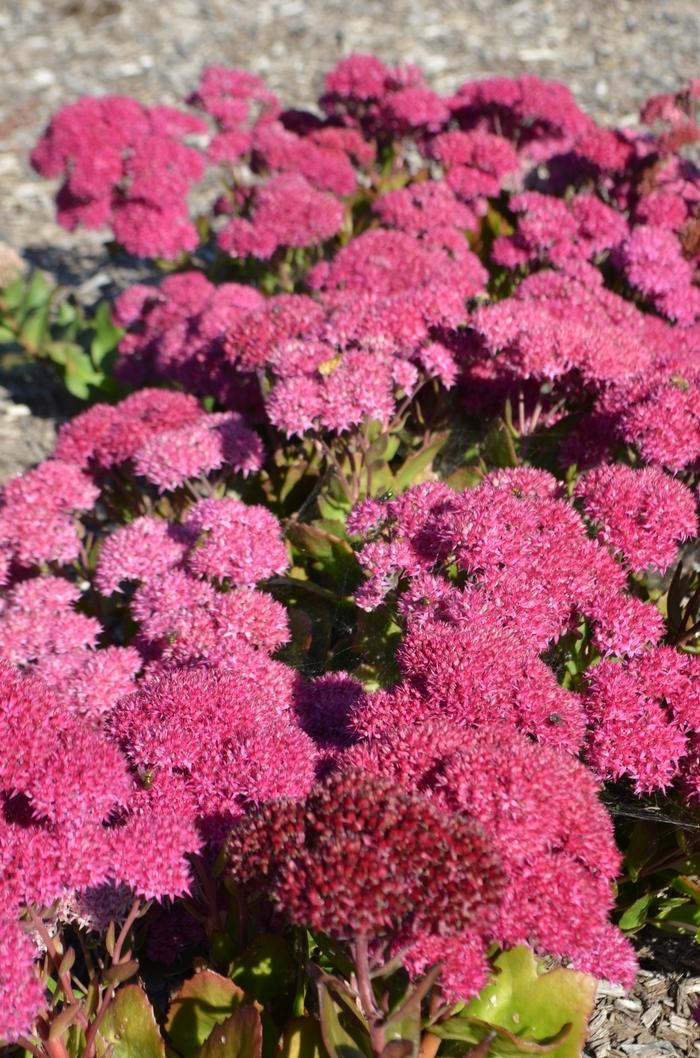 G2549 Sedum Telephium Party Hardy Birthday Party - View 8 from www redcrocus com