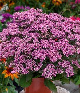 G2549 Sedum Telephium Party Hardy Birthday Party - View 9 from www redcrocus com
