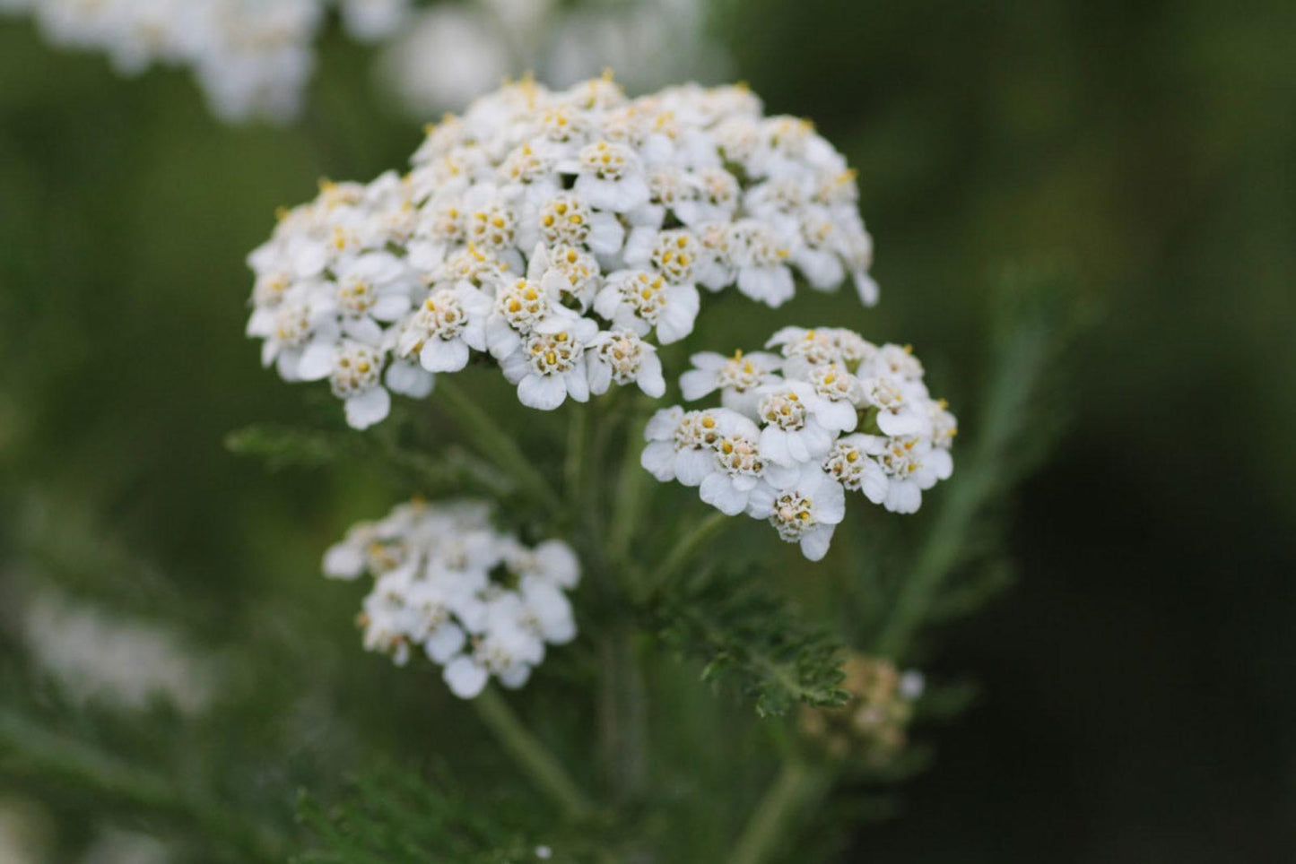G2615 Achillea Millefolium - View 9 from www redcrocus com