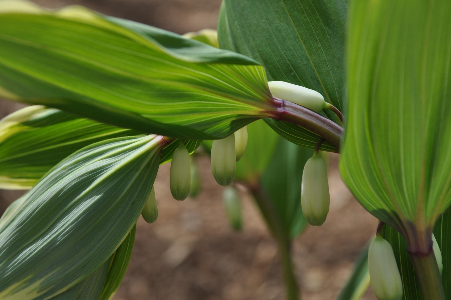 G263 Polygonatum Falcatum Variegatum - View 10 from www redcrocus com
