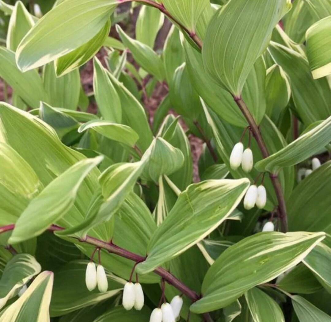 G263 Polygonatum Falcatum Variegatum - View 12 from www redcrocus com