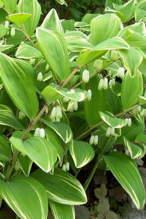 G263 Polygonatum Falcatum Variegatum - View 13 from www redcrocus com