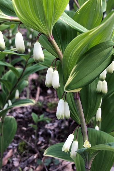G263 Polygonatum Falcatum Variegatum - View 14 from www redcrocus com