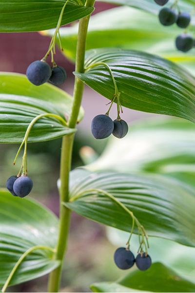 G263 Polygonatum Falcatum Variegatum - View 17 from www redcrocus com