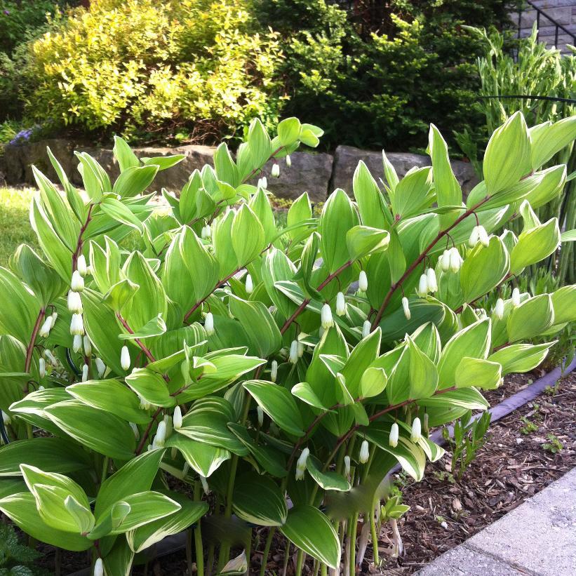 G263 Polygonatum Falcatum Variegatum - View 1 from www redcrocus com