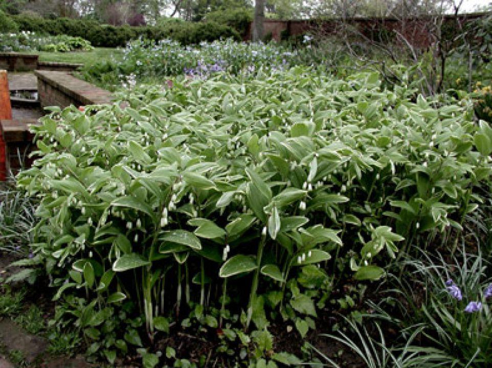 G263 Polygonatum Falcatum Variegatum - View 3 from www redcrocus com