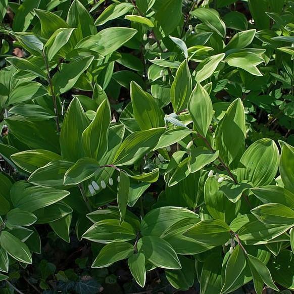 G263 Polygonatum Falcatum Variegatum - View 4 from www redcrocus com