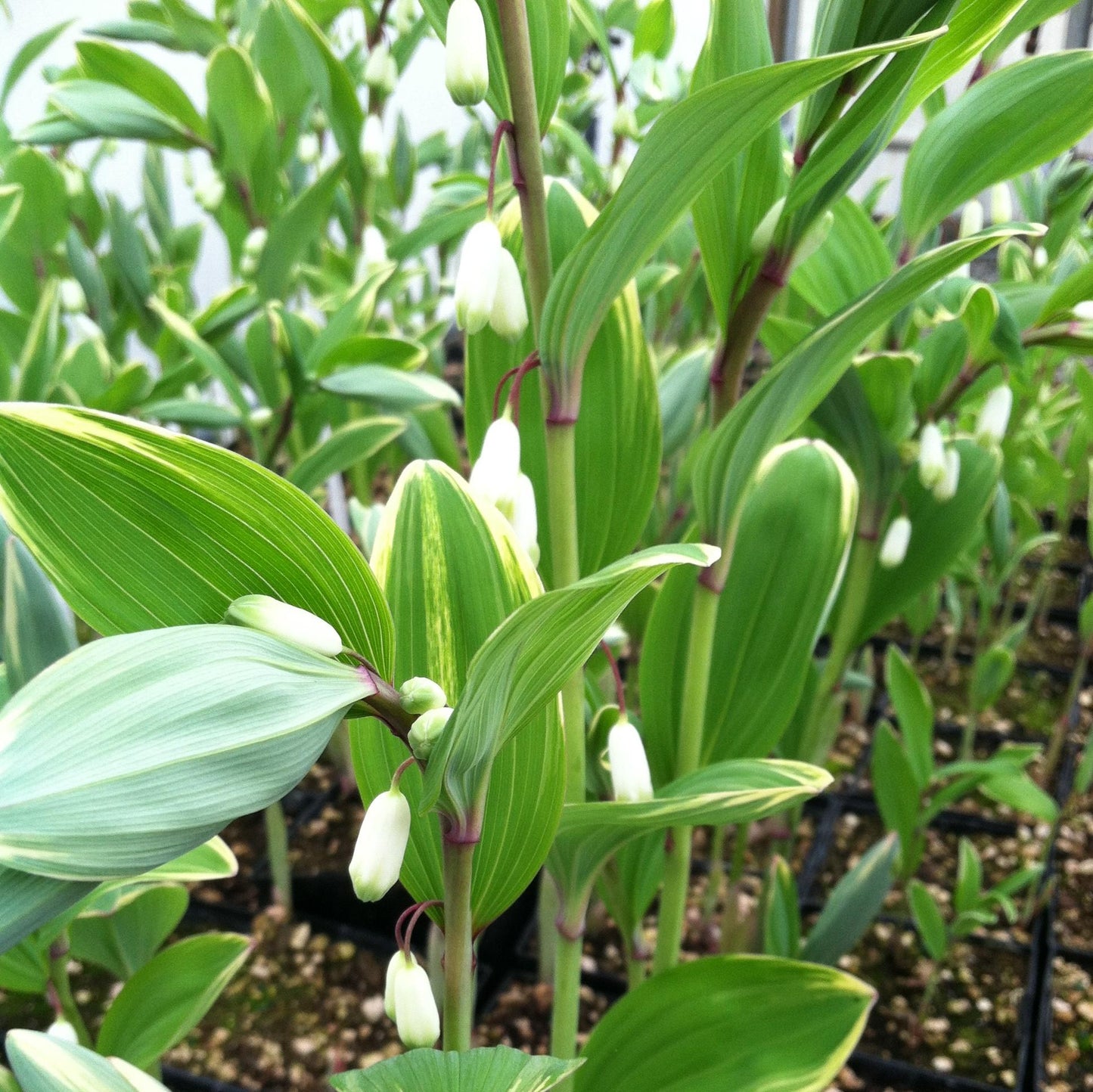 G263 Polygonatum Falcatum Variegatum - View 5 from www redcrocus com
