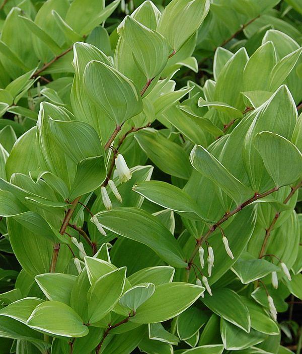 G263 Polygonatum Falcatum Variegatum - View 6 from www redcrocus com