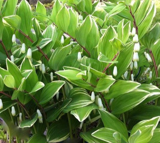 G263 Polygonatum Falcatum Variegatum - View 8 from www redcrocus com