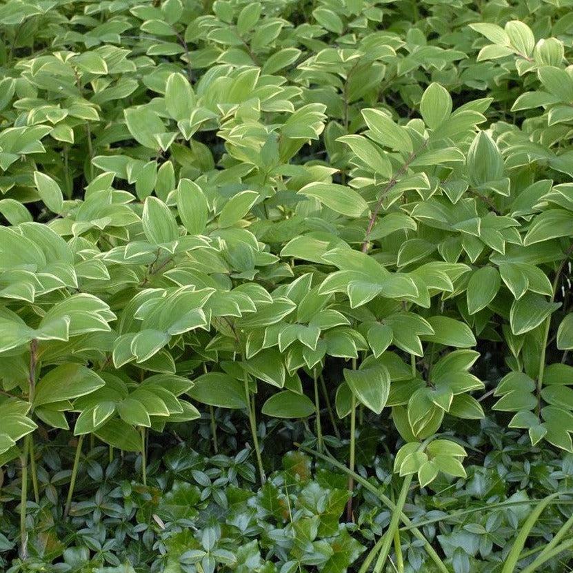 G263 Polygonatum Falcatum Variegatum - View 9 from www redcrocus com