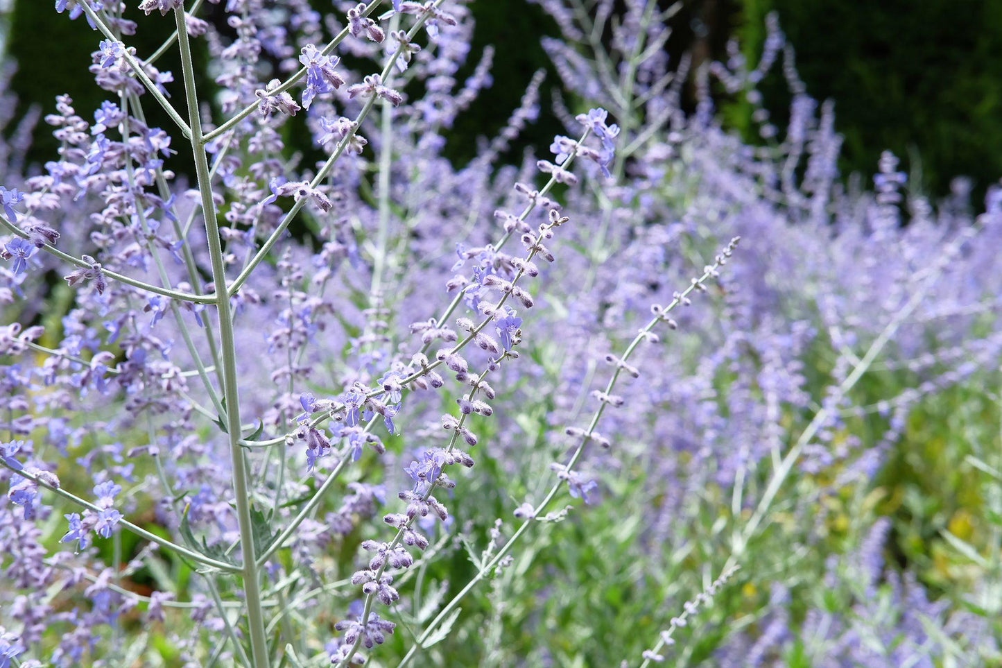 G290 Perovskia Atriplicifolia - View 11 from www redcrocus com
