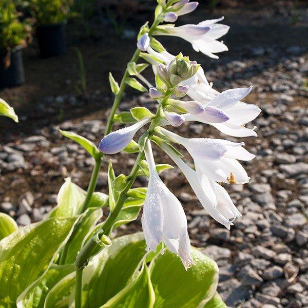 G292 Hosta X 'fragrant Bouquet' - View 8 from www redcrocus com
