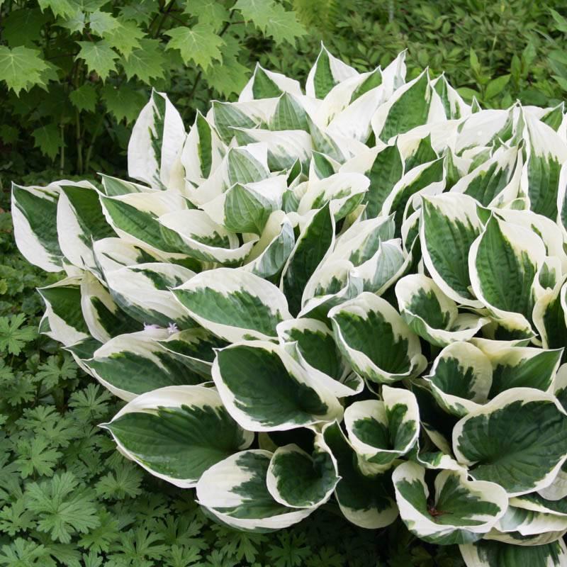 G294 Hosta Fortunei Patriot - View 11 from www redcrocus com